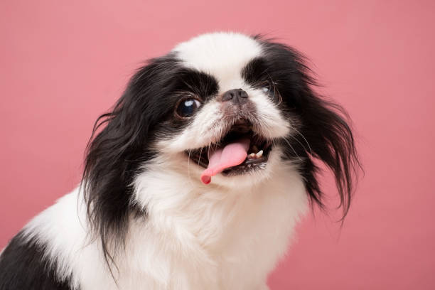 istock Cute japanese Chin against pink background. Studio shot 1281394369