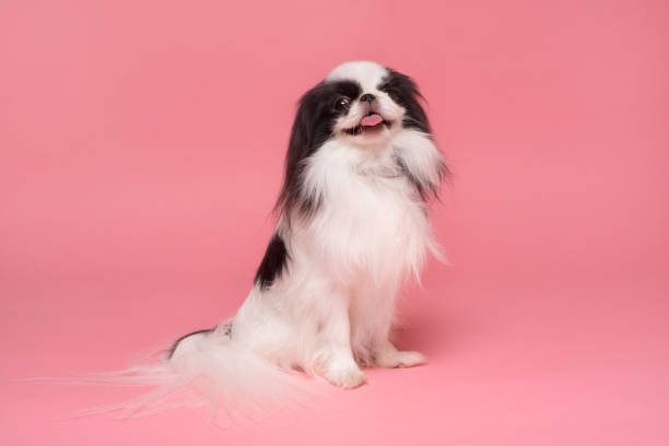istock Cute japanese Chin against pink background. Studio shot 1281394443