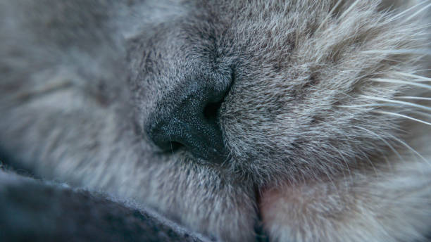 istock cute face of a white sleeping cat 1281395769