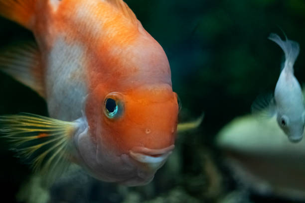 istock Big yellow fish in dark water in aquarium 1281395816