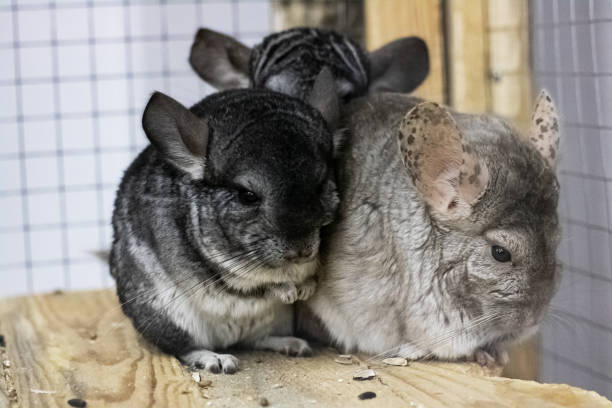 istock Three chinchilla in a cage close up 1281395908