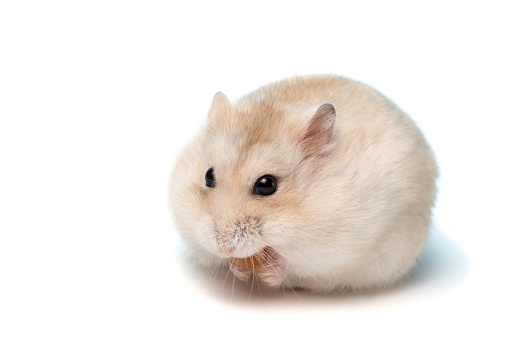 Dwarf furry hamster on a white background close-up, copy space