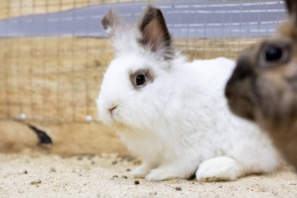 istock White fluffy domestic rabbit close up in cage 1281396026