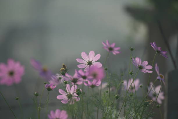 istock cosmos flower is Asteraceae family 1281397878