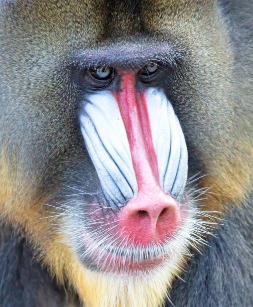 istock Colorful mandrill baboon, selective focus on eyes 1281398165