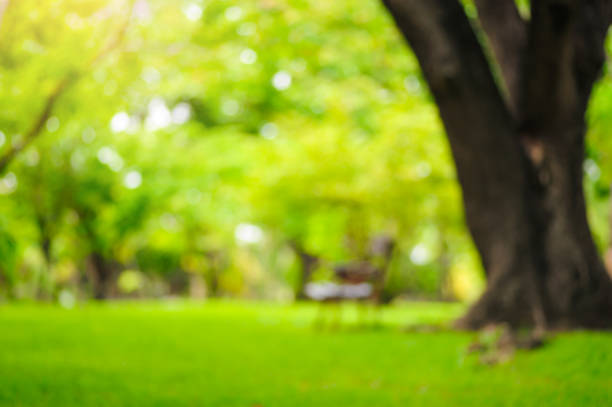 blurred of large tree and green lawn