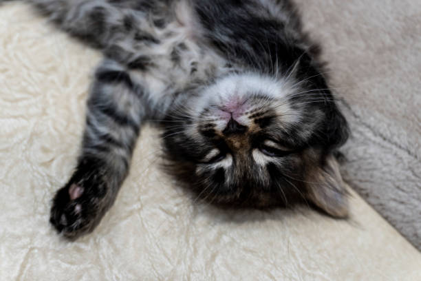 istock Picture a small kitten, a beautiful background or cover for notebooks 1281400514