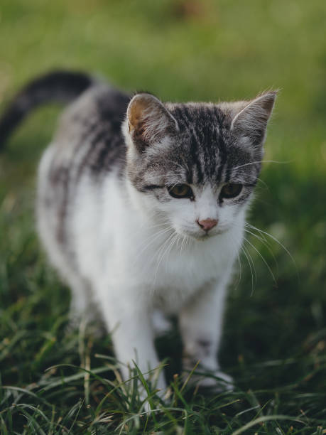 istock Cute kitten at garden 1281401198