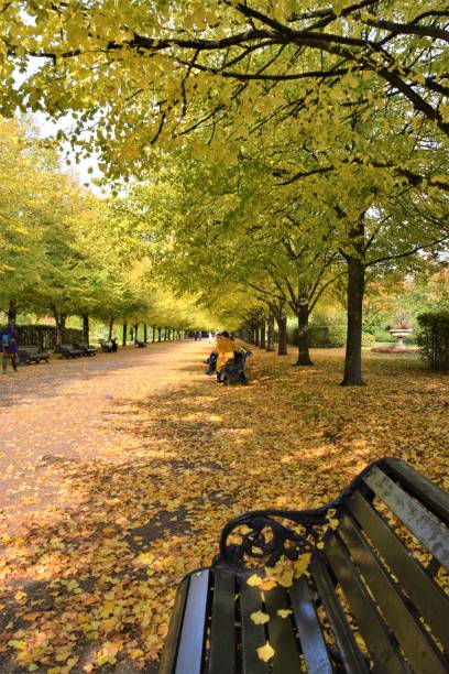 Autumn colours in Regent's Park, London London, United Kingdom - October 19 2020: People on park benches and tree-lined road with autumn colours in Regent's Park regents canal stock pictures, royalty-free photos & images
