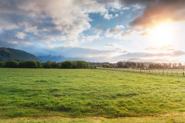 wide angle view of natural green maedow and tree with morning sunlight farm and mountain background in new zealand - river valley landscape rural scene imagens e fotografias de stock