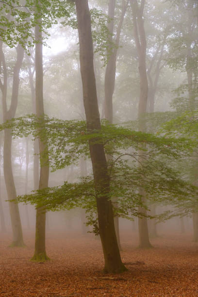 istock Beech tree forest landscape during a foggy autumn morning 1281401938