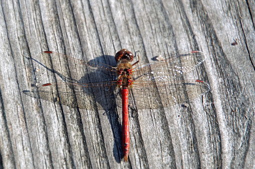 Beautiful orange dragonfly on a wooden surface.