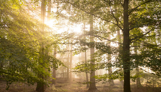 istock Beech tree forest landscape during a foggy autumn morning with sunlight through the canopy 1281402599
