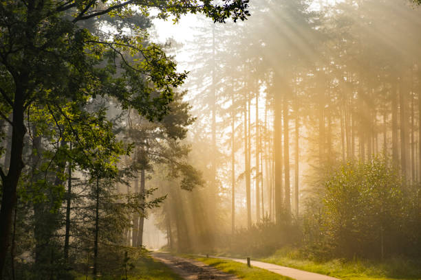 istock Footpath through a Beech and Pine tree forest during a foggy autumn morning 1281402852