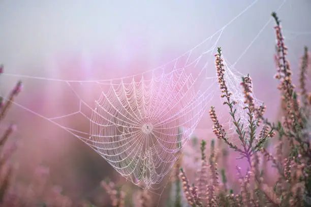Photo of Spider web and purple heather flowers during a foggy autumn morning