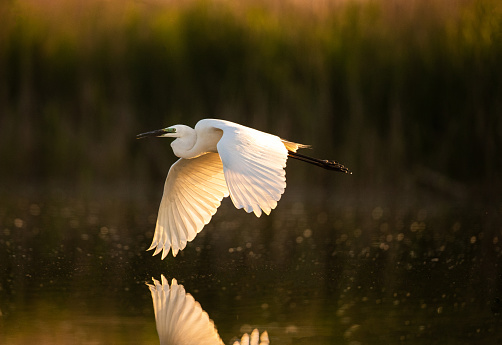 White little egret flying above pond in wetland.