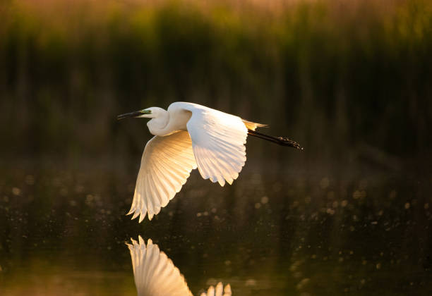 mały egret latający nad wodą. - white heron zdjęcia i obrazy z banku zdjęć