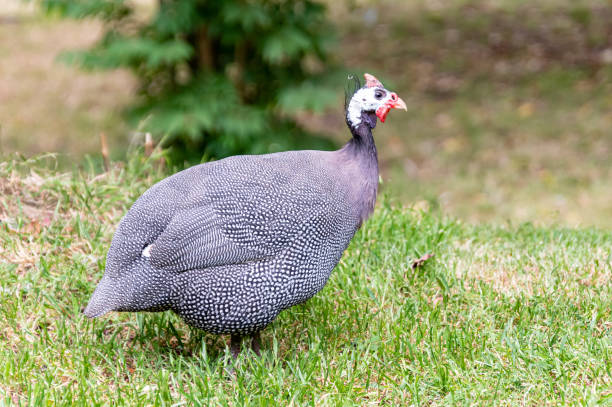 Guinea fowl wandering around the yard on rural property Guinea fowl  with polka dot plumage and helmeted head in South Maroota, NSW, Australia. guinea fowl stock pictures, royalty-free photos & images