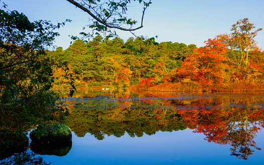 Colorful fall foliage reflected on a tranquil and clean lake water surface. A peaceful wildlife sanctuary for swans and ducks on Cape Cod.