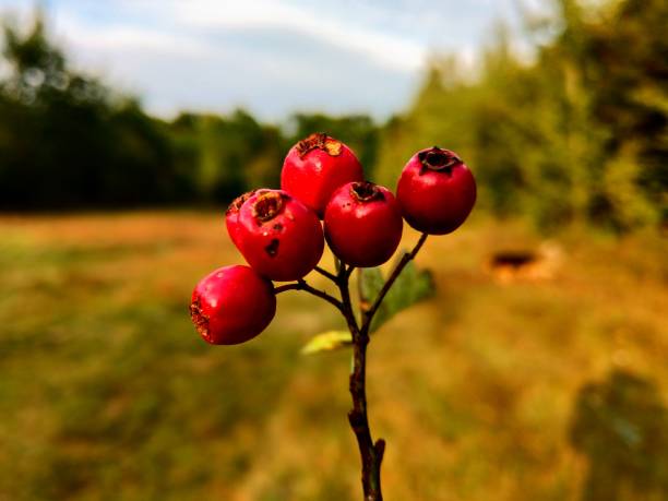 一般的なホーソーンフルーツクローズアップ - hawthorn berry fruit common fruit ストックフォトと画像