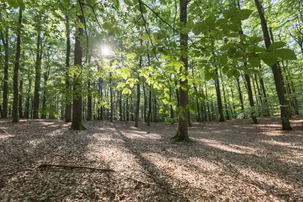 sunlight in german beech forest