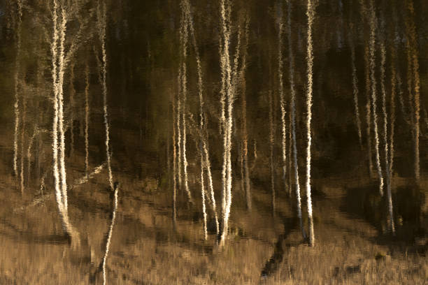 Birch forest on riverbank in late autumn