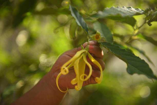 Yellow Cananga odorata flowers with green leaf stock photo