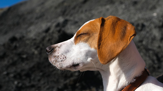 An 12 week old English Pointer puppy in warm sunshine and wind blowing her ears, closing her eyes in enjoyment.