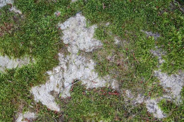 Detailed close up view on a forest ground texture with moss and branches found in a european forest