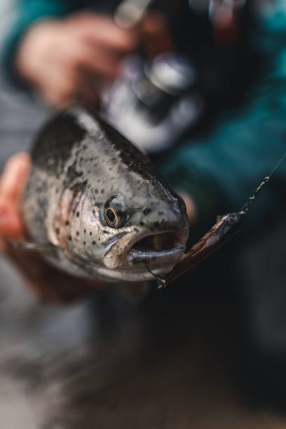 istock Fishing. Fish in fisherman hands with bait. 1281413035