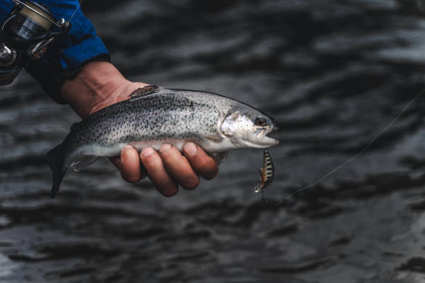 istock Fishing. Fish in fisherman hands with bait. 1281413192