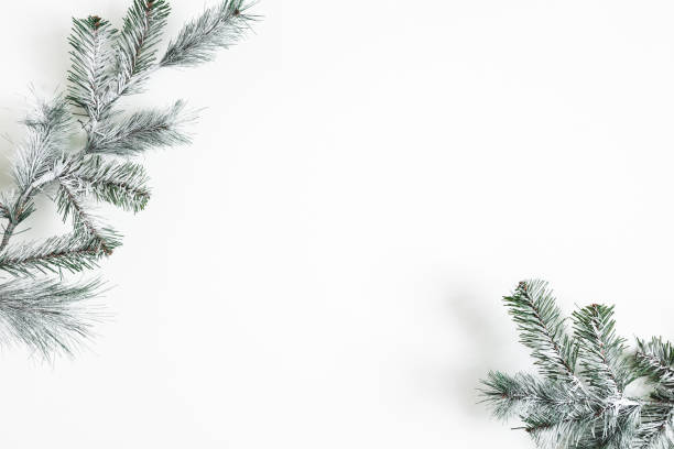 christmas composition. fir tree branches on white background. christmas, winter, new year concept. flat lay, top view, copy space - christmas tree snow fir tree isolated imagens e fotografias de stock