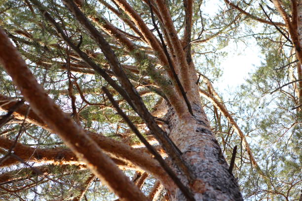 istock pine branches Background evergreen coniferous tree trunk green fir-needles sun-drenched dense tree top 1281414056