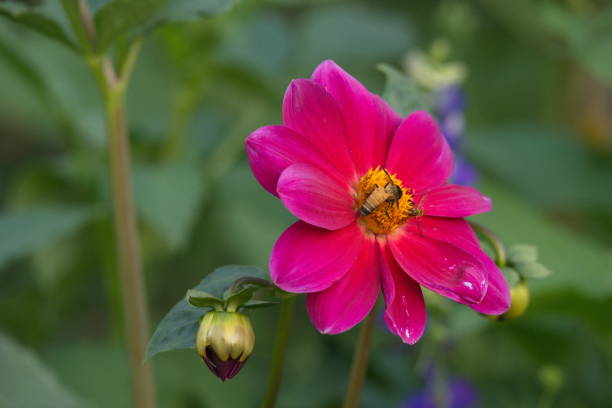 istock Dahlia is a genus of bushy 1281415600