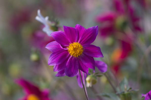 istock Dahlia is a genus of bushy 1281415675