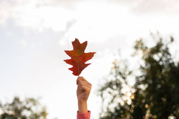 istock Hand of a child holding leaf against sky 1281416398