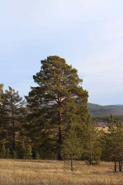 istock mighty high pine tree with dense branches. Coniferous evergreen tree with fir-needles against cloudy blue sky in woodland 1281416543