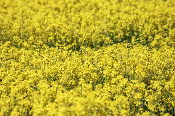 istock Yellow Raps Field near forest in Spring. 1281416948