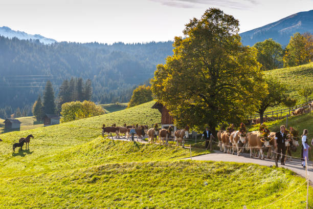 スイスの山を歩いて花の装飾を持つ牛 - switzerland cow bell agricultural fair agriculture ストックフォトと画像