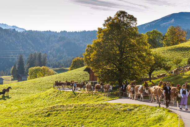 スイスの山を歩いて花の装飾を持つ牛 - switzerland cow bell agricultural fair agriculture ストックフォトと画像