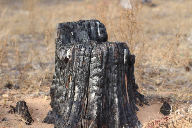 istock tree stump that turned into black coal after a dangerous forest fire. burnt wood texture close-up 1281418172