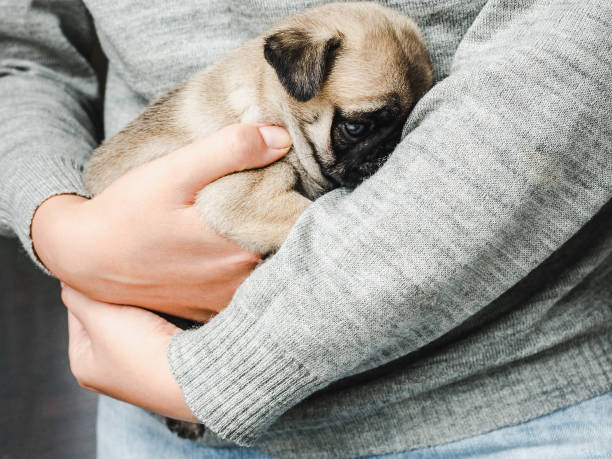 istock Lovable puppy. Day light. Concept of care pets 1281420957
