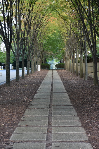 Tree lined path in a city park during early Autumn