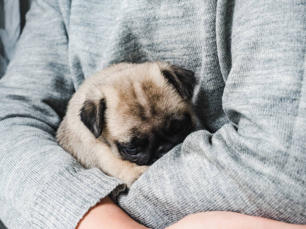istock Lovable puppy. Day light. Concept of care pets 1281421511
