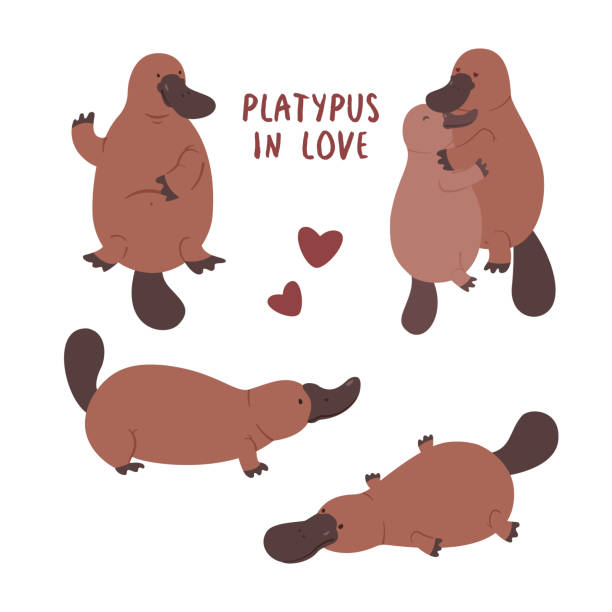 Set with pair of platypuses in love. Vector flat illustration animal isolated on white background Set with pair of platypuses in love. Vector flat illustration animal on white background duck billed platypus stock illustrations