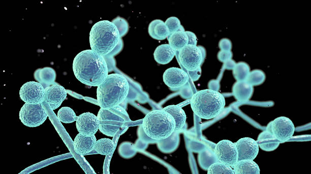 Candida fungi, human pathogenic yeasts Candida fungi, Candida albicans, C. auris and other human pathogenic yeasts, 3D illustration infectious disease stock pictures, royalty-free photos & images