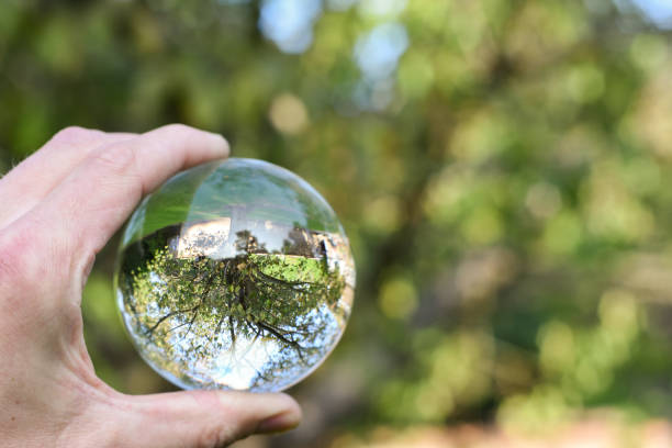 istock Person holds a refelected image of a tree as an environmental conservation concept 1281422396