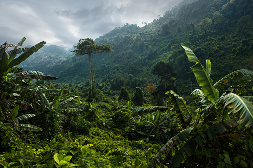 Misty mountains covered with jungle