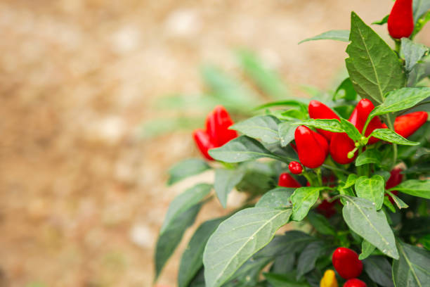 Chili Pepper, Food, Plant, Vegetable, Vegetable Garden