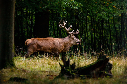 Deer at rutting season in the forest